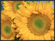 Common Sunflower Group Showing Symmetrical Seed Heads, North America, 24"x18"