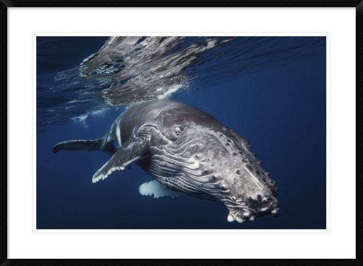 "Humpback Whale" Framed Digital Print by Barathieu Gabriel, 38"x28"