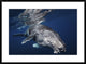 "Humpback Whale" Framed Digital Print by Barathieu Gabriel, 38"x28"