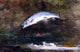 Winslow Homer Jumping Trout, 18"x27" Gallery Wrapped Canvas Print