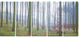 "Autumn Tree Trunks Panorama" Oversized Forest Canvas Artwork, 5 Panels, 60"x28"