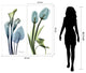 Lily and Blue Tulips Frameless Free Floating Tempered Glass Graphic Wall Art Set
