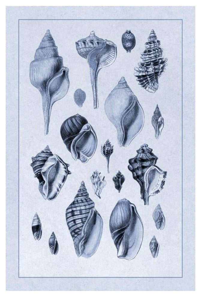 "Shells: Sessile Cirripedes #3 (Blue)" Paper Print by G.B. Sowerby, 14"x20"