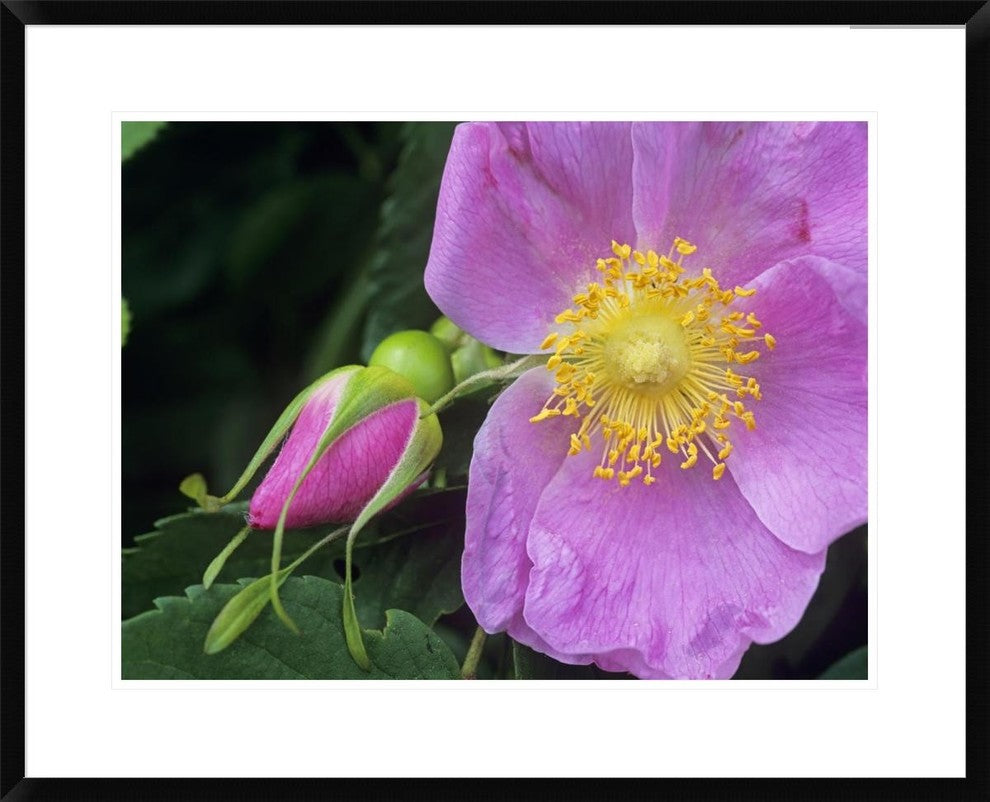 "Rose flower, British Columbia, Canada"  by Tim Fitzharris, 32x26"