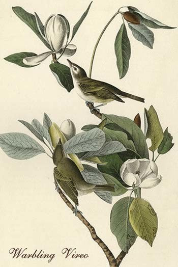 Warbling Vireo - Fine Art Giclee Print 16" x 24"