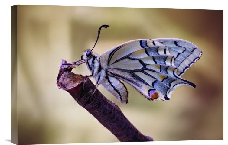 "Basking" Stretched Canvas Giclee by Jimmy Hoffman, 18x12"