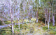 Frederick Childe Hassam Spring Woods, 18"x27" Wall Decal Print