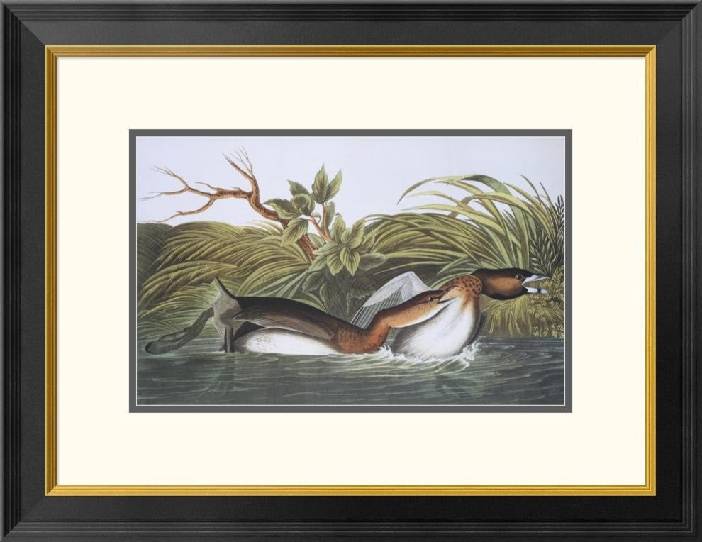 "American Pied-Bill Dobchick" Framed Print by John James Audubon, 26"x20"