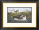 "American Pied-Bill Dobchick" Framed Print by John James Audubon, 26"x20"