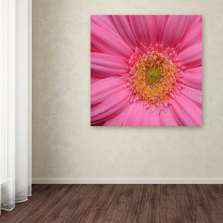 'Pink' Canvas Art by Kurt Shaffer