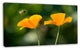 Orange Flowers and Flying Bee, Floral Canvas Art Print, 32"x16"