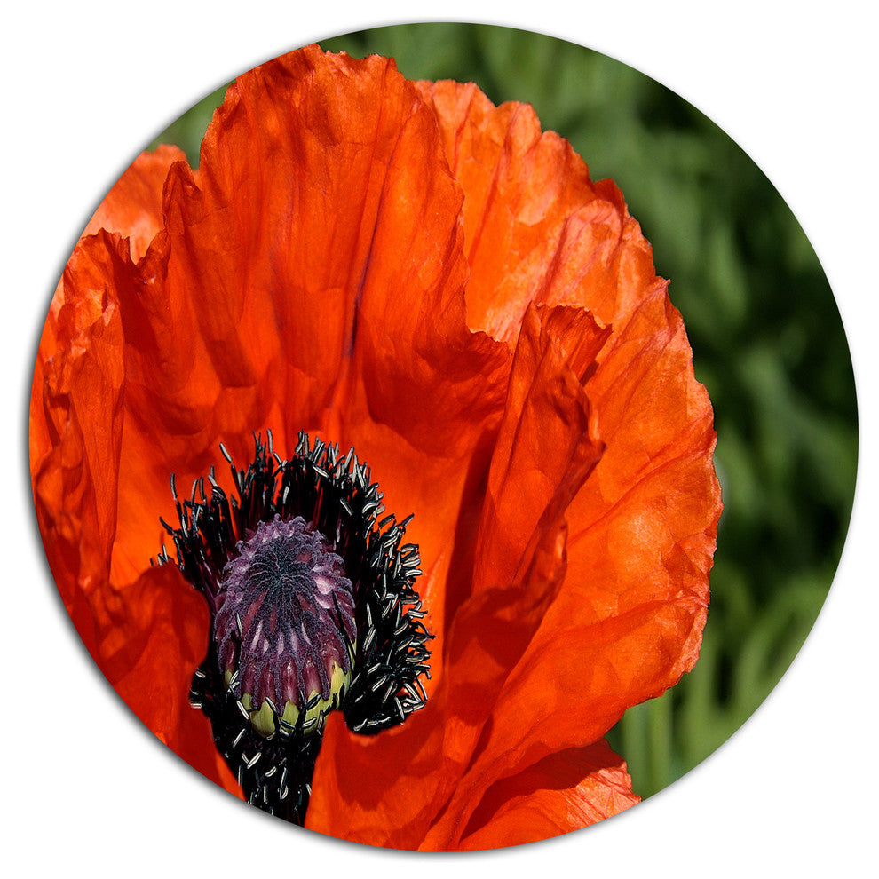 Close-Up View Of Red Poppy Flower, Flower Disc Metal Wall Art, 36"