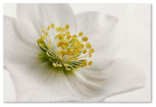 Cora Niele 'White Helleborus' Canvas Art