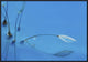"Blue Water" Framed Canvas Giclee by Heidi Westum, 31x21"