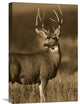 "Mule Deer Male In Dry Grass, North America" Artwork, 16" x 24"