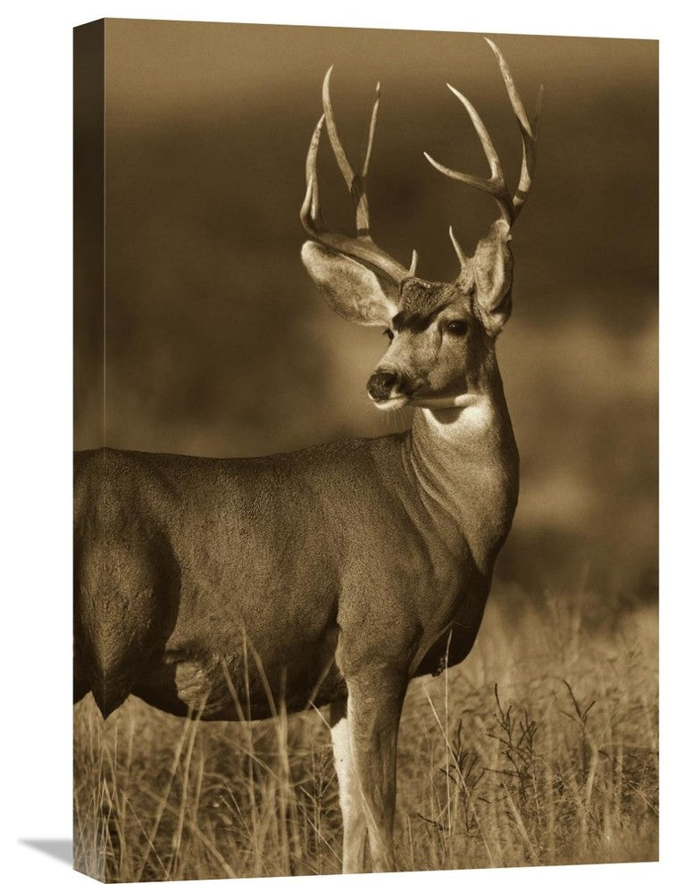"Mule Deer Male In Dry Grass, North America" Artwork, 16" x 24"
