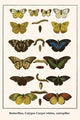 Butterflies, Calypso Carpet Whites, Caterpillar- Fine Art Giclee Print 24" x 36"