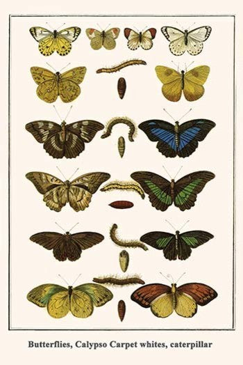 Butterflies, Calypso Carpet Whites, Caterpillar- Fine Art Giclee Print 24" x 36"