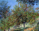 Claude Oscar Monet Apple Trees on the Chantemesle Hill Gallery Wrapped Canvas