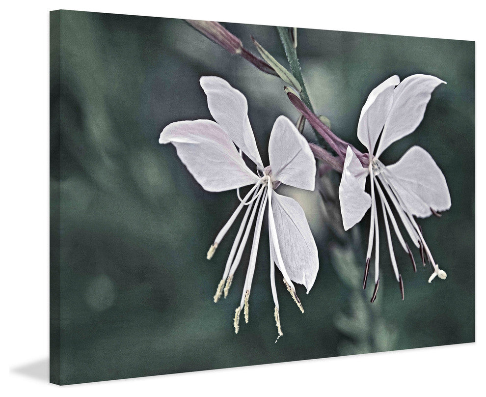 "Wonderful Whites" Painting Print on Canvas by Robertson
