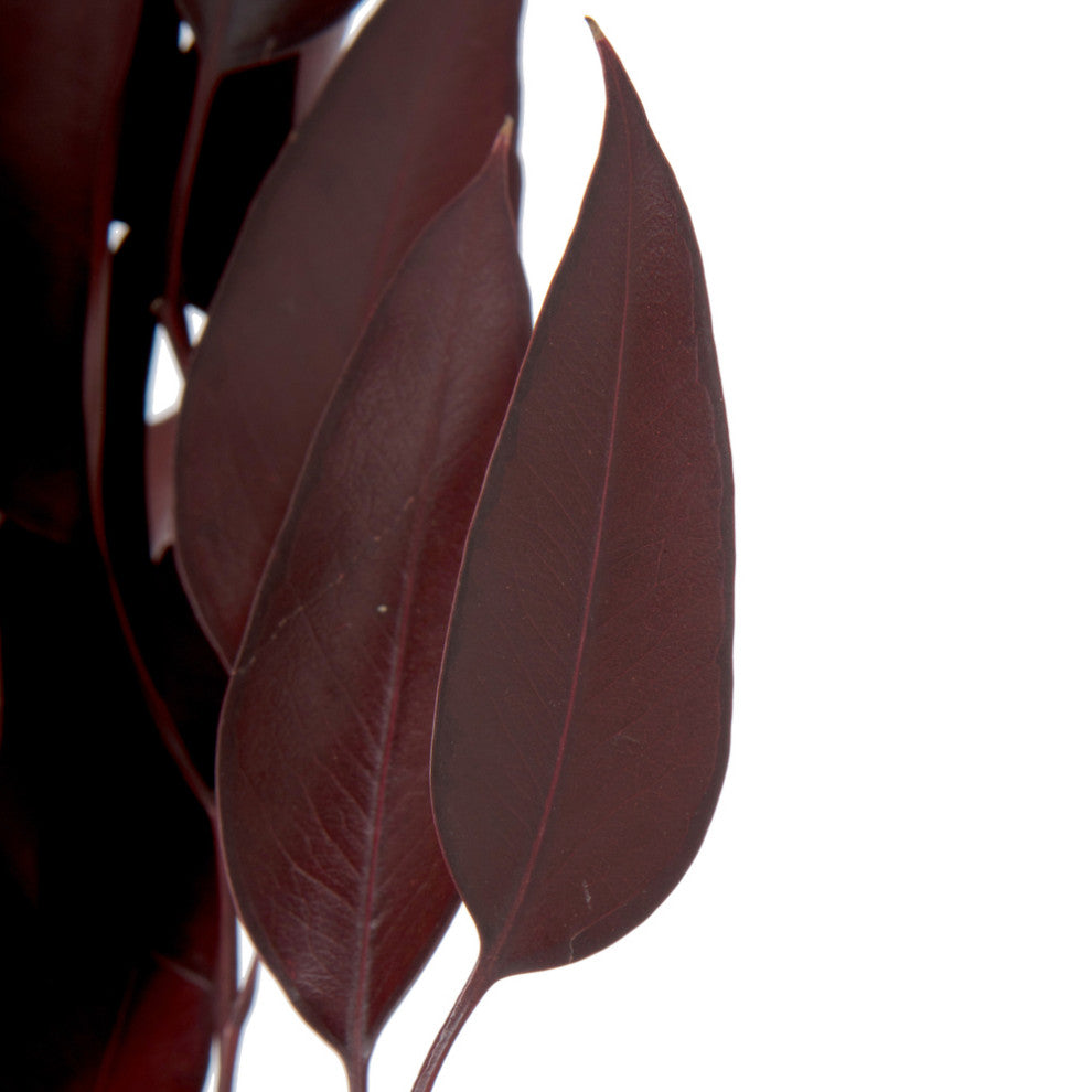 Vickerman H1Wil475 Natural Botanicals 18-20"X8" Red Eucalyptus Willow