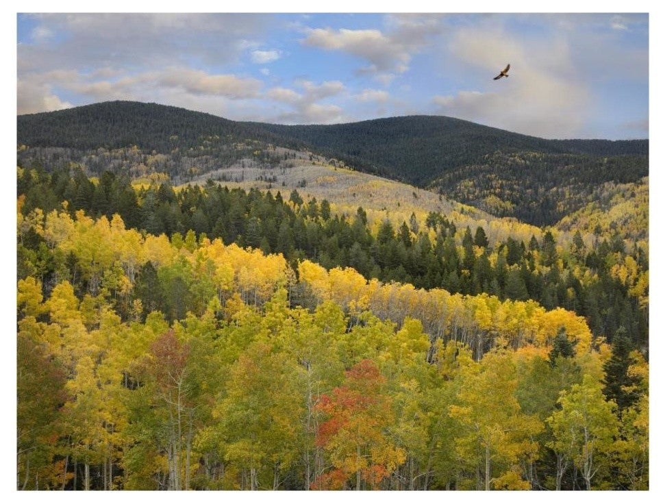 "Cooper's Hawk, Santa Fe Forest, Sangre de Cristo Mountains" Paper Art, 26"x20"