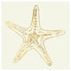 "Coastal Breeze Shell Sketches VI" Paper Print by Anne Tavoletti, 20"x20"
