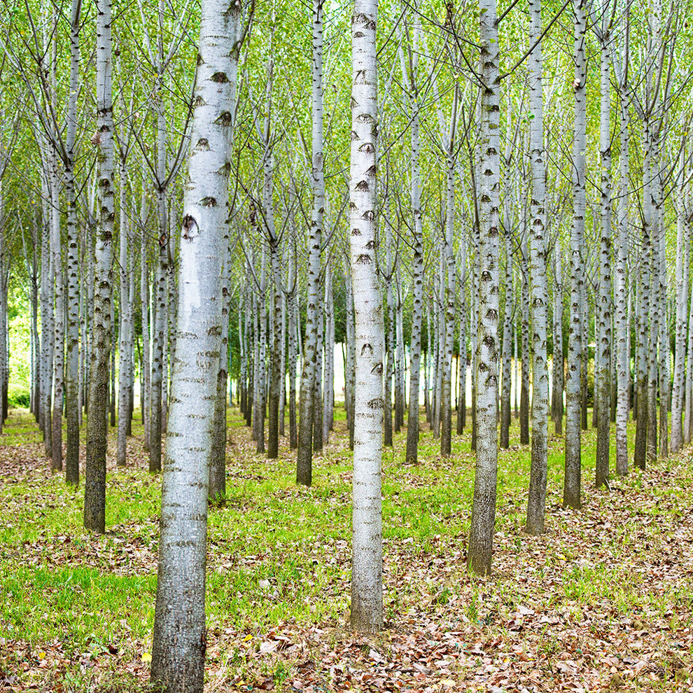 "Into the Woods, Five" Paper, 48"x24"