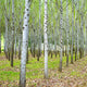 "Into the Woods, Five" Paper, 48"x24"