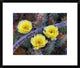 "Opuntia cactus blooming, North America"  by Tim Fitzharris, 24x20"