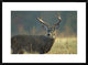 "White-tailed Deer portrait, North America"  by Tim Fitzharris, 32x24"