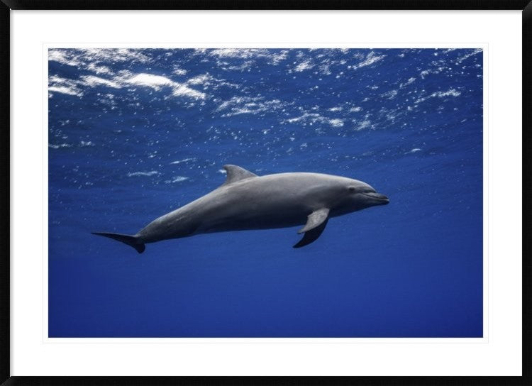 "Dolphin" Framed Digital Print by Barathieu Gabriel, 44x32"
