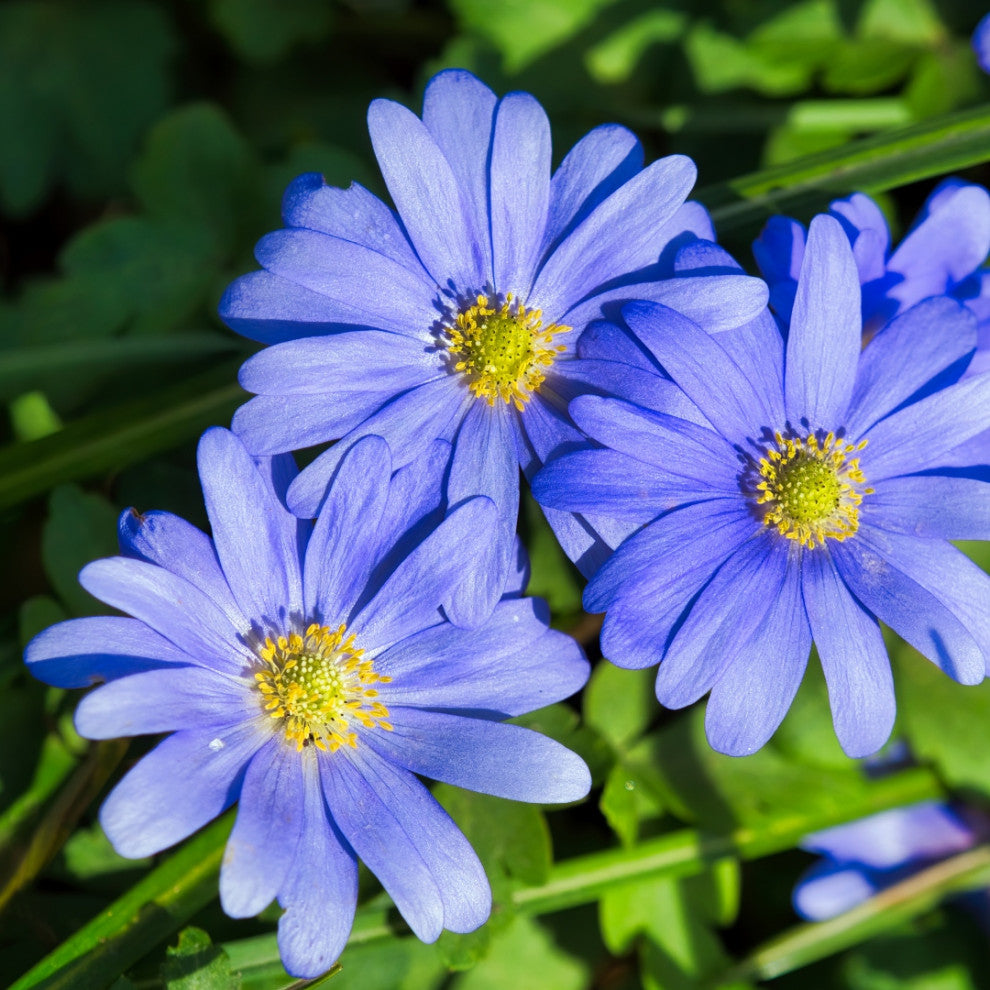 Baby Blue Flower Bulb Spring Collection, 40 Bulbs