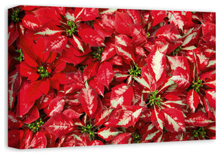 Pointsettia Blooms 1 12x18 Canvas Wall Art