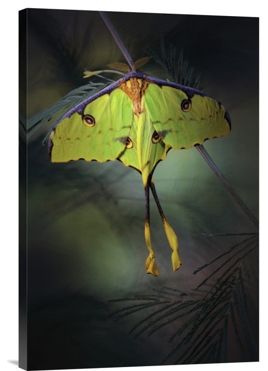 "Moon Moth" Stretched Canvas Giclee by Jimmy Hoffman, 16"x24"
