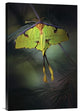 "Moon Moth" Stretched Canvas Giclee by Jimmy Hoffman, 16"x24"