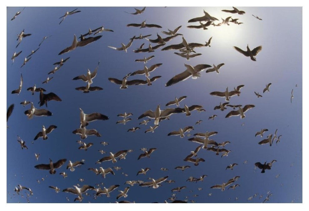 "Western Gulls flying, North America" Paper Print by Tim Fitzharris, 20"x14"