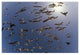 "Western Gulls flying, North America" Paper Print by Tim Fitzharris, 20"x14"