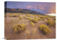 "Sagewort On Sand Dune, Great Sand Dunes National Monument, Colorado" Artwork