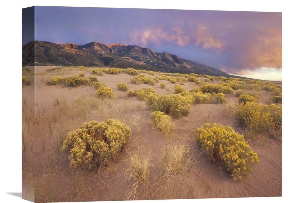"Sagewort On Sand Dune, Great Sand Dunes National Monument, Colorado" Artwork