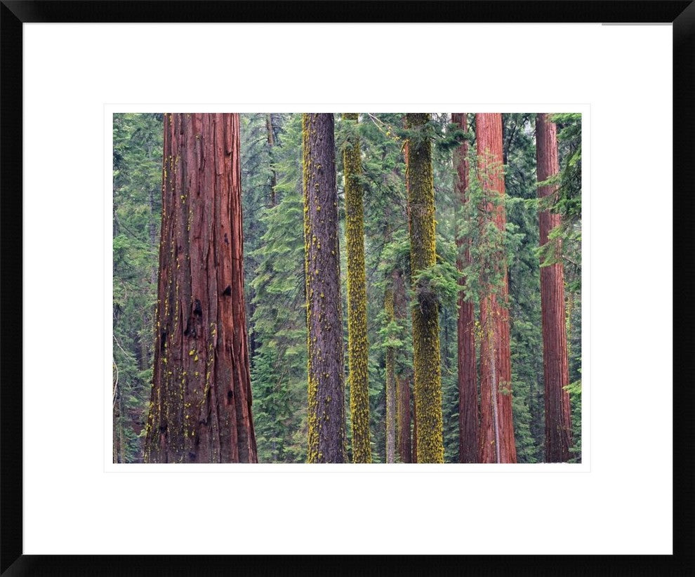 Coast Redwood Trees, Mariposa Grove, Yosemite National Park, California, 22"x18"