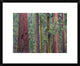 Coast Redwood Trees, Mariposa Grove, Yosemite National Park, California, 22"x18"
