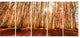 Bright Sun over Thick Fall Forest, Modern Forest Canvas Art, 60"x28", 5 Panels