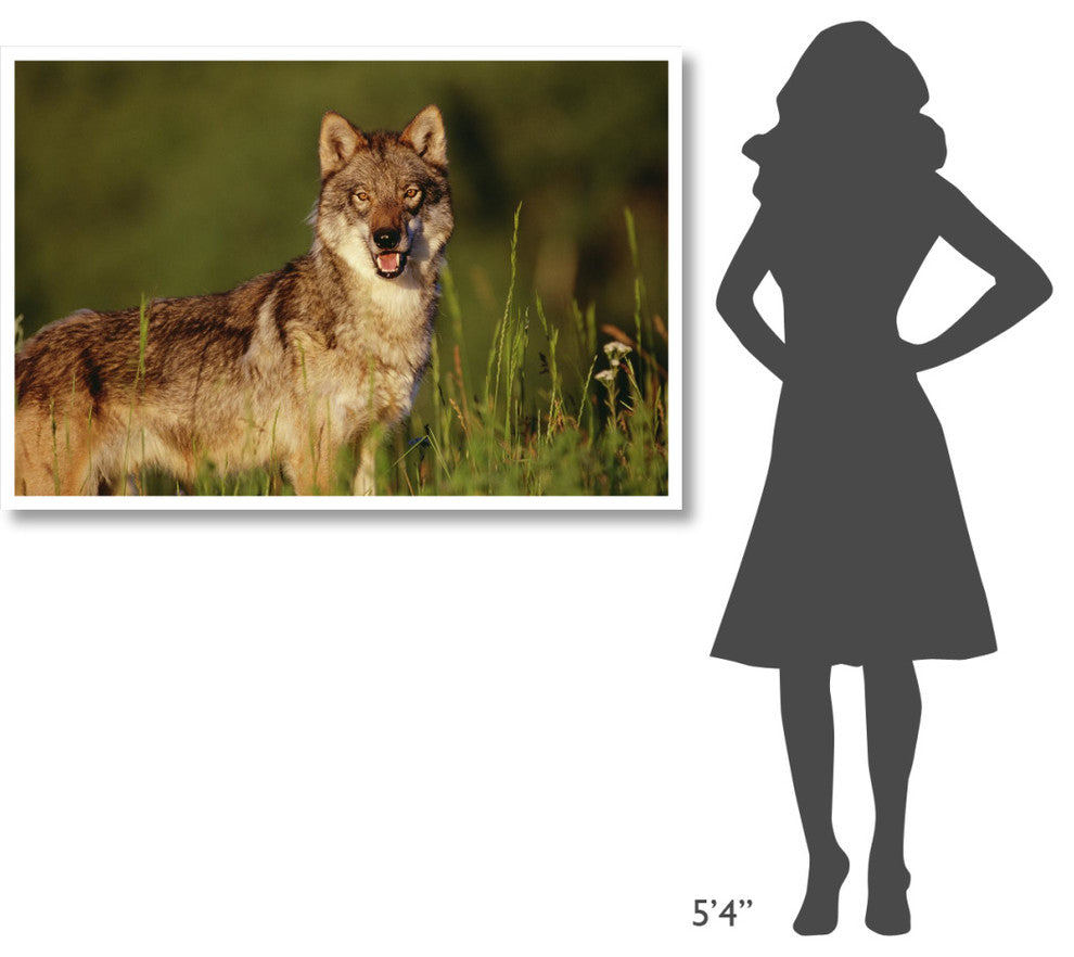 "Timber Wolf portrait, North America" Paper Print by Tim Fitzharris, 50"x34"