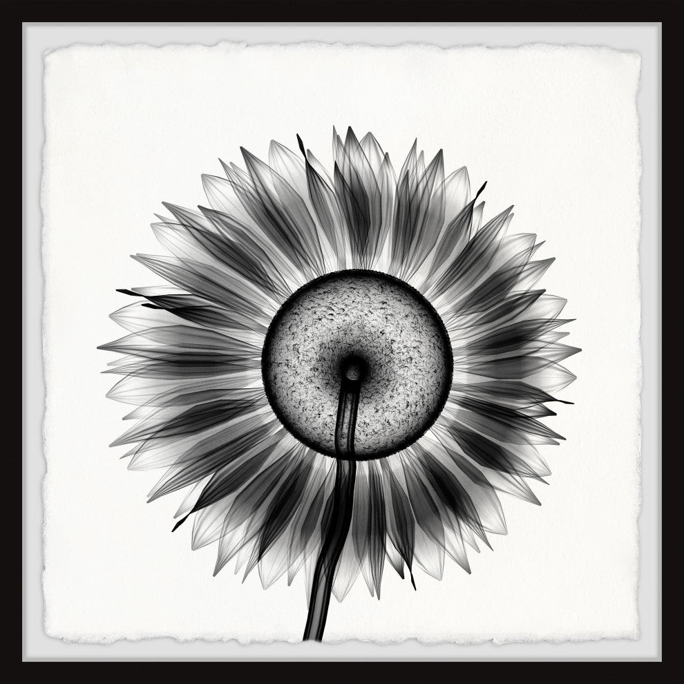 "Sunflower Petals" Framed Painting Print, 32x32