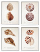 Elegant Beach Seashells Exquisite Marine Life , 4pc, each 16 x 20