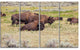 Grazing Gang of Buffalos, Animal Canvas Art Print, 48"x28", 4 Panels