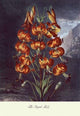The Superb Lily - Gallery Wrapped Canvas Art 12" x 18"
