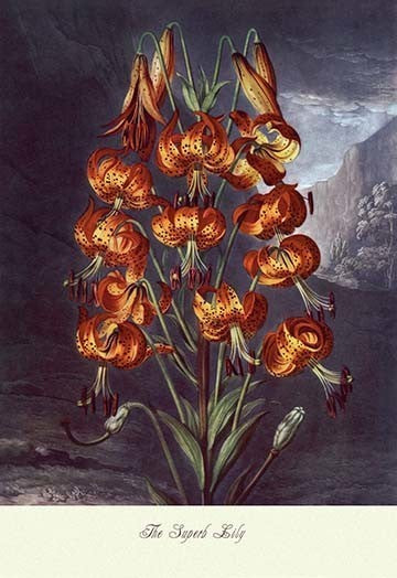 The Superb Lily - Gallery Wrapped Canvas Art 12" x 18"