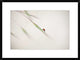 "Untitled" Framed Digital Print by Anna Cseresnjes, 30x22"